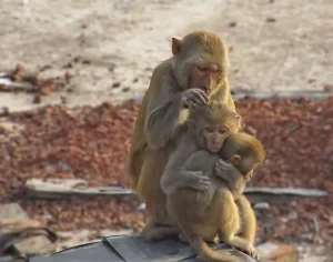 Dhamrai monkey family