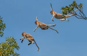 Proboscis monkey (nasalis larvatus) composite