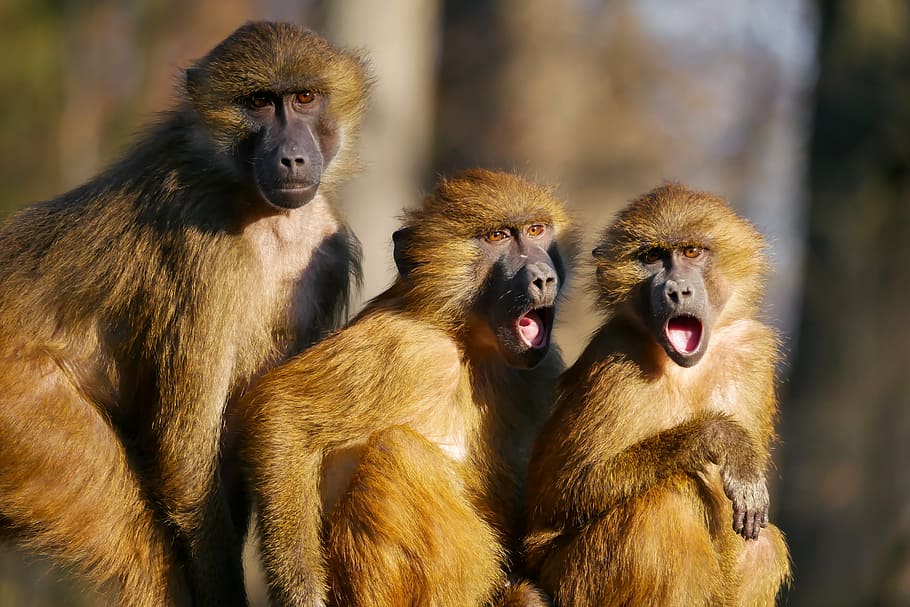 Animals ape berber monkeys three monkeys
