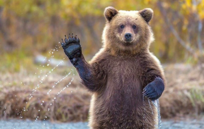 Bear perfect wildlife photography