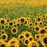 Beautiful sunflower in the field photo
