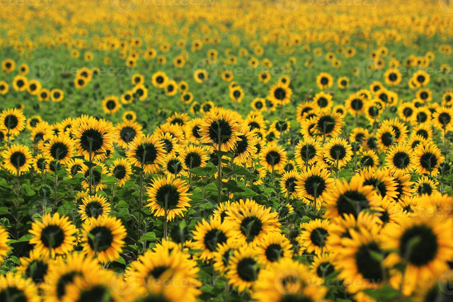 Beautiful sunflower in the field photo