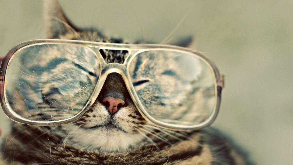 Cat with glas