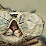 Cat with glas