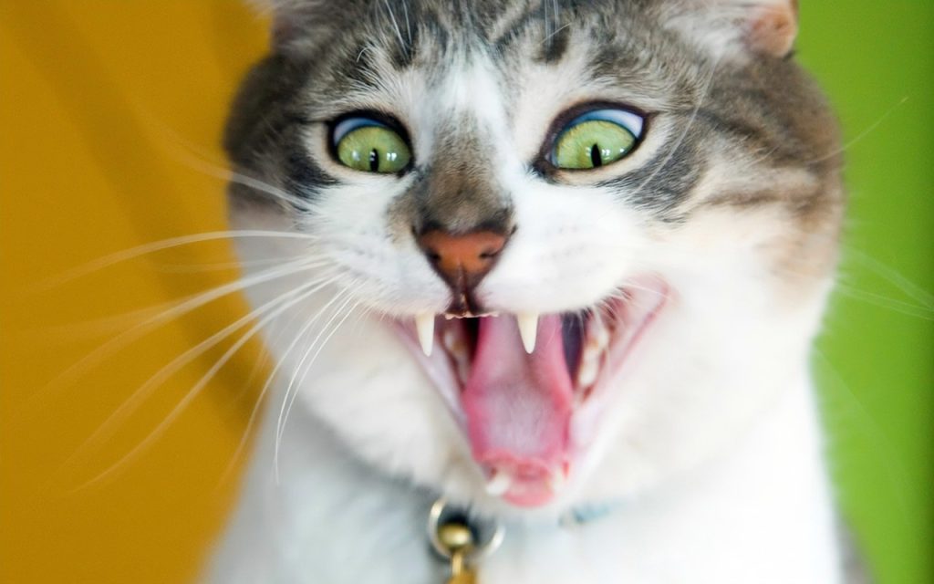 Cute funny is it friday yet – animals cats hd desktop wallpaper