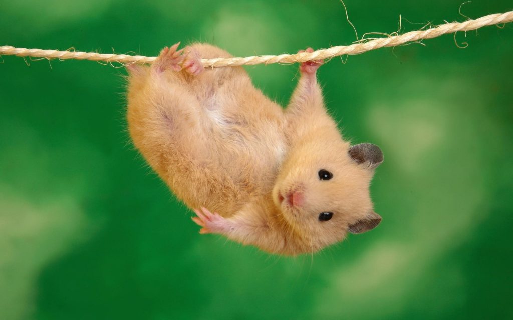 Funny rat picture hanging on rope