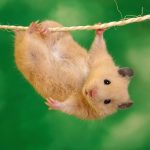 Funny rat picture hanging on rope