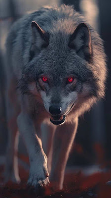 Red Eye Wolf iPhone Wallpaper

 – Wallpapers Download