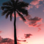 Beach silhouette palm tree iphone wallpaper.jpg