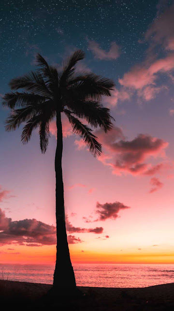 Beach, Silhouette, Palm Tree, iPhone Wallpaper – Wallpapers Download