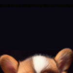 Cute puppy iphone wallpaper 4k.jpg