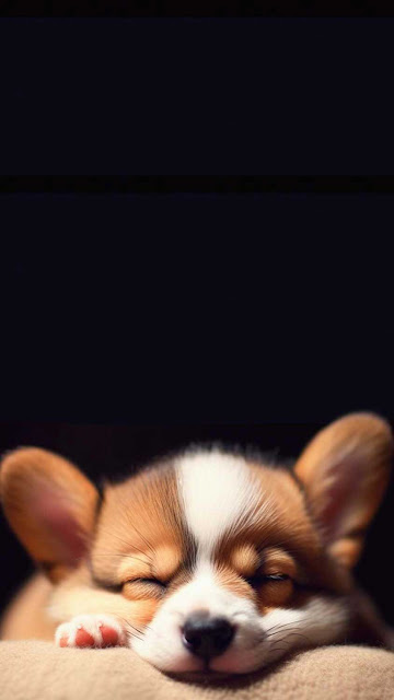 Cute puppy iphone wallpaper 4k.jpg