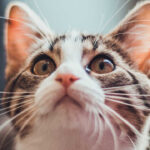 Cat kitten face whiskers wallpaper.jpg