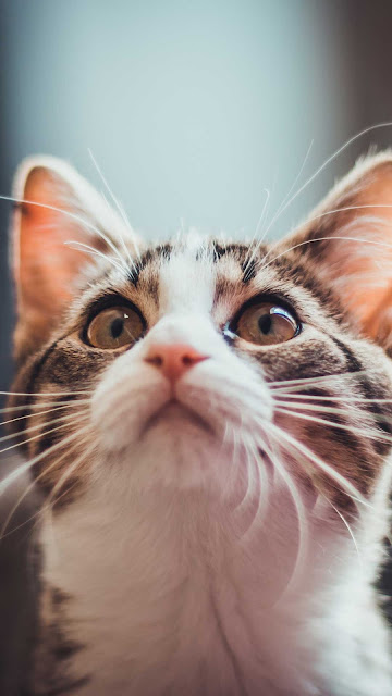 Cat, Kitten, Face, Whiskers Wallpaper – Wallpapers Download