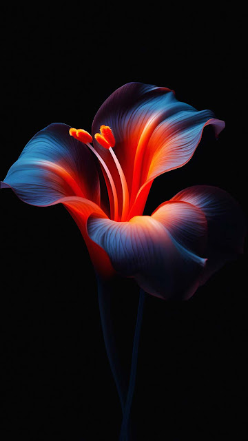 OLED Dark Flower iPhone Wallpaper 4K – Wallpapers Download