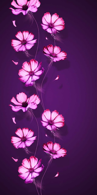 Purple Flowers iPhone Wallpaper 4K – Wallpapers Download