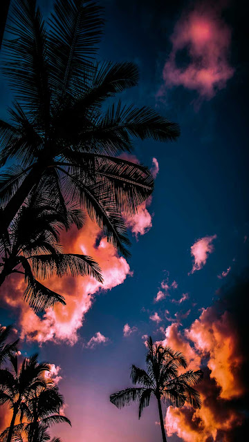 Summer cloud atmosphere sunset plant wallpaper.jpg