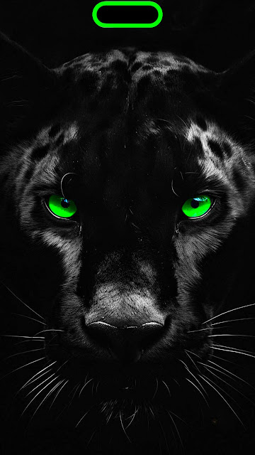 iPhone 15 Pro Max Panther Dynamic Island – Wallpapers Download