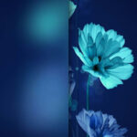 Flower rose plant blue iphone wallpaper.jpg