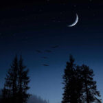 Foggy forest moon night iphone wallpaper.jpg