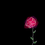 Pink rose iphone wallpaper.jpg