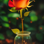 Rose flower art flower in jar mobile wallpaper.jpg