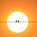 Feathered friends on powerlines 1080x1920.jpg