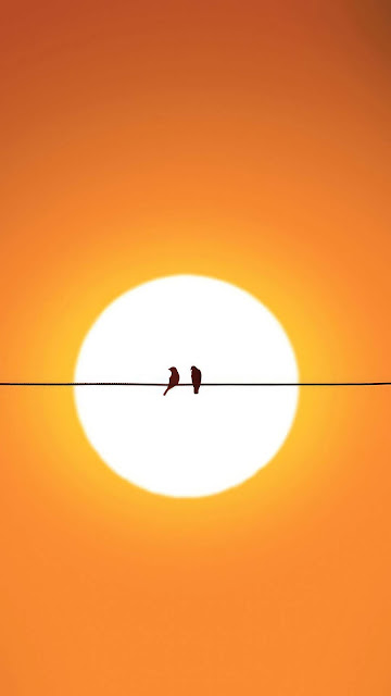 Feathered friends on powerlines 1080x1920.jpg